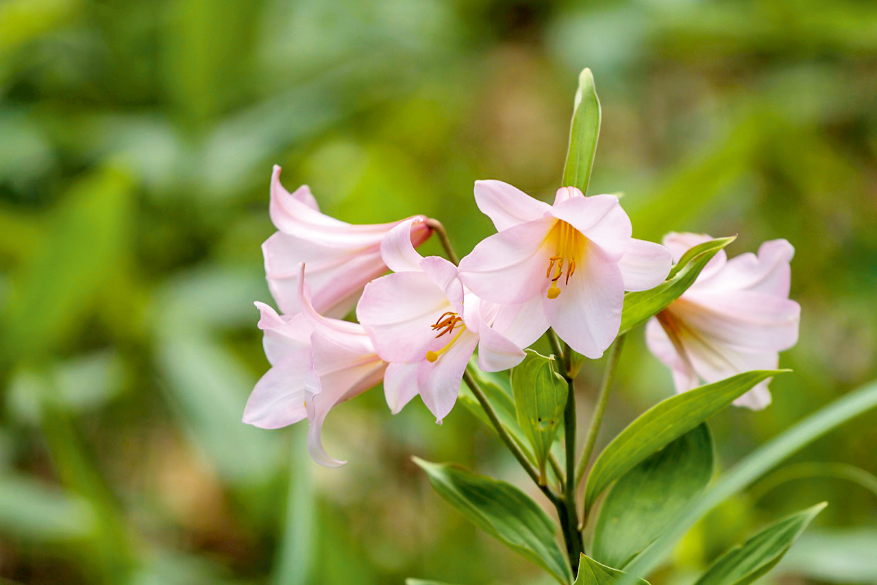 Himesayuri (Rosy lily) blooming on a path