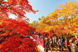The Maple Valley of the Yahiko Park