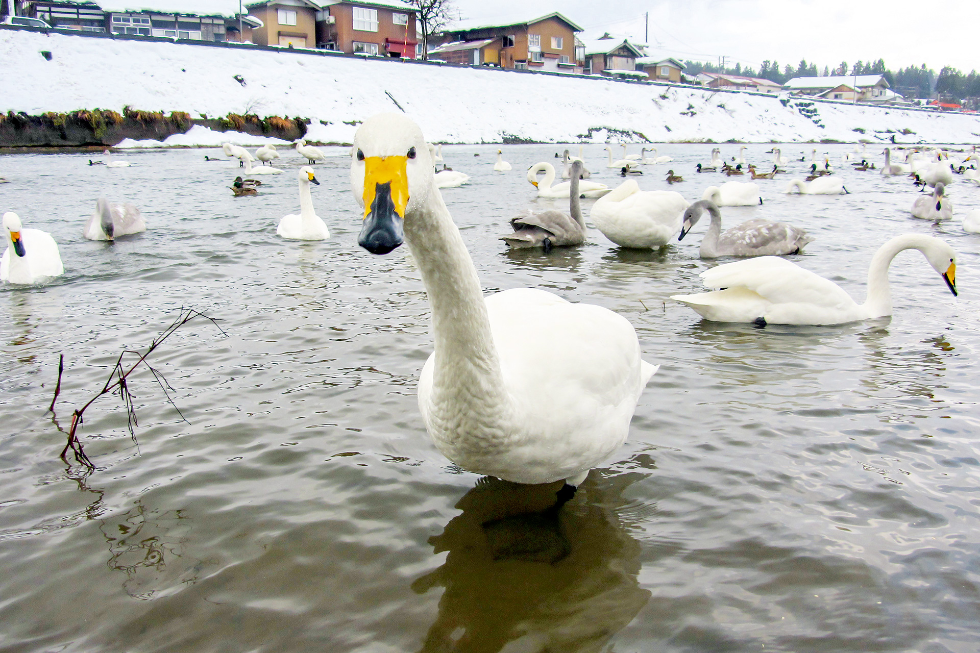 Meet the swans passing the winter on the river
