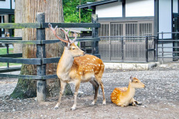 Yahiko Shrine Deer Park